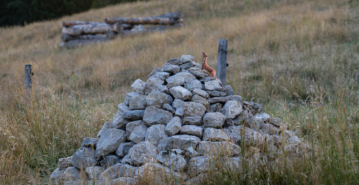 Une hermine profite d’un abri aménagé avant de partir en chasse aux mulots dans le pâturage.