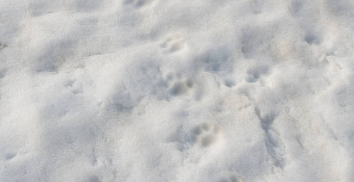 Traces de lynx dans la neige