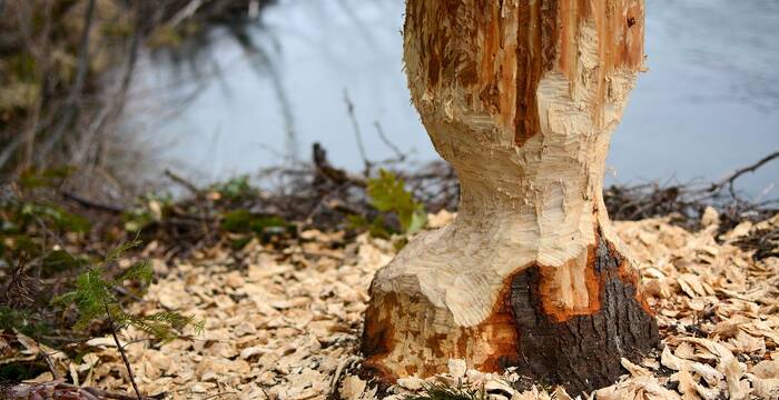 Arbre rongé par un castor