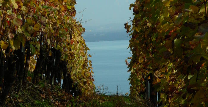 Vignes, Lavaux