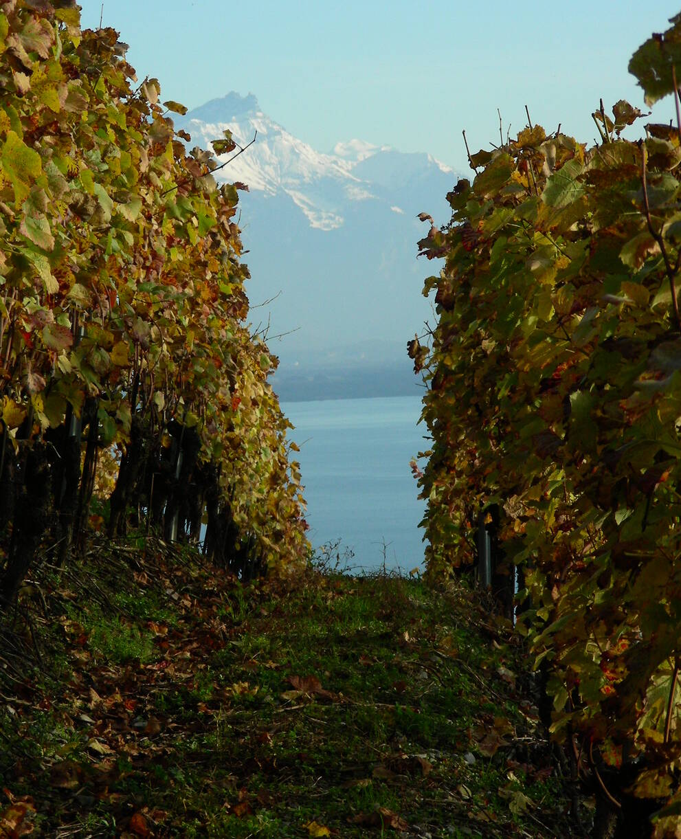 Vignes, Lavaux